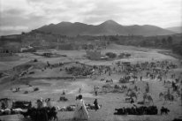 Guelmin 1953. Marché aux chameaux.