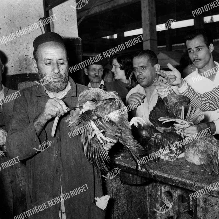 Poulet tué par le Rabbin Casher, circa 1950, Casablanca